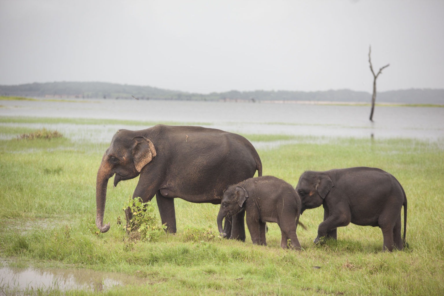 Polonnaruwa - Kaudulla - Sloni 10