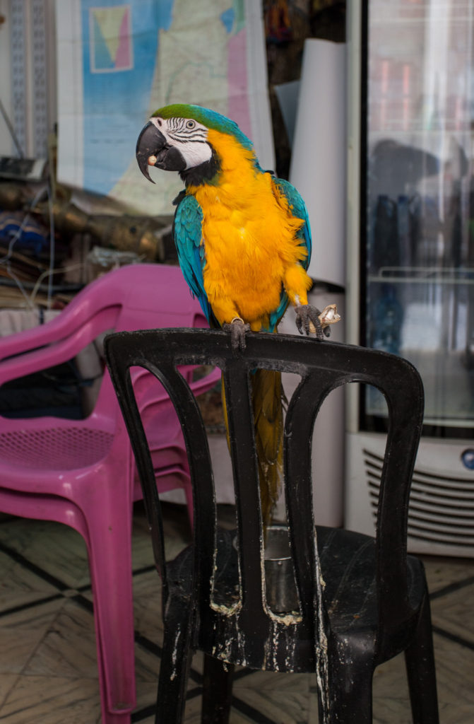 Jeruzalém - papoušek