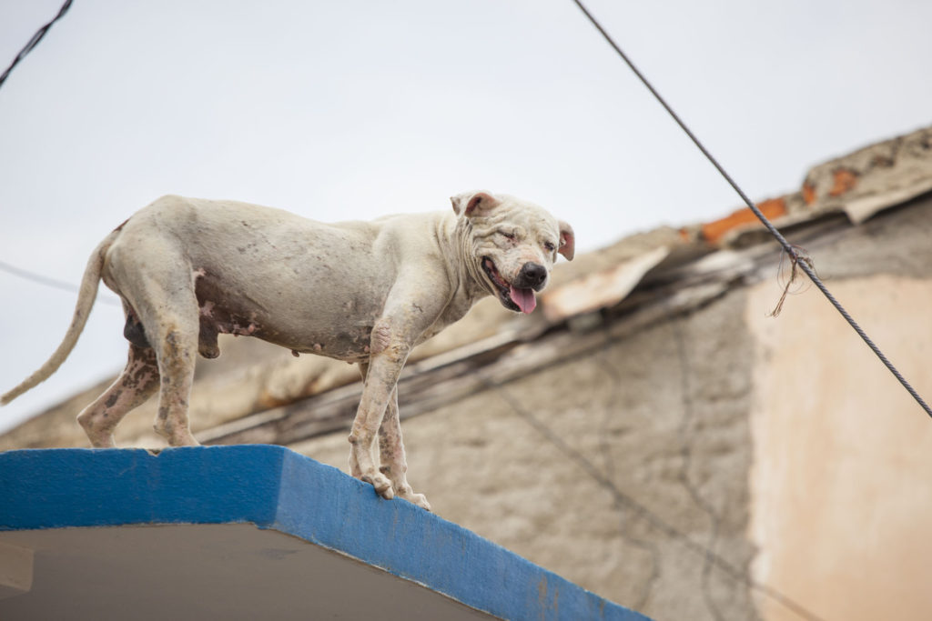 Santiago de Cuba - pes na střeše