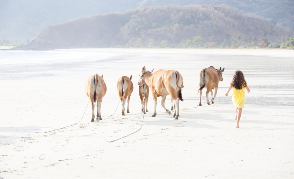 Lombok, díŤe a krávy na pláži