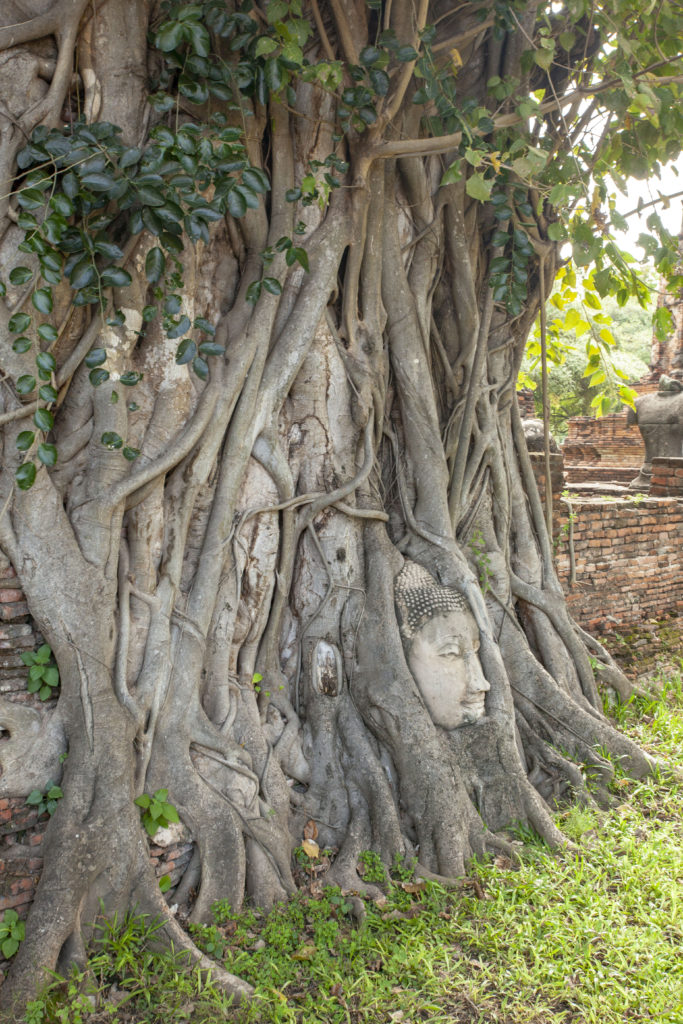 Hlava budhy ve stromu z boku v Ayutthaye