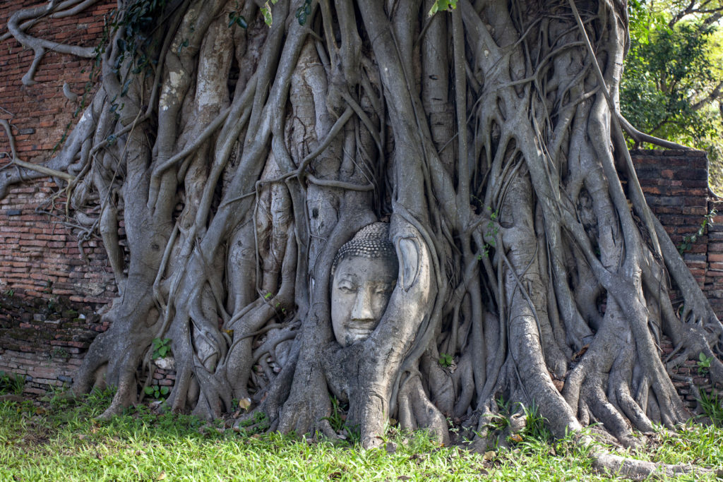 Ayutthaya - Hlava Budhy ve stromu profil