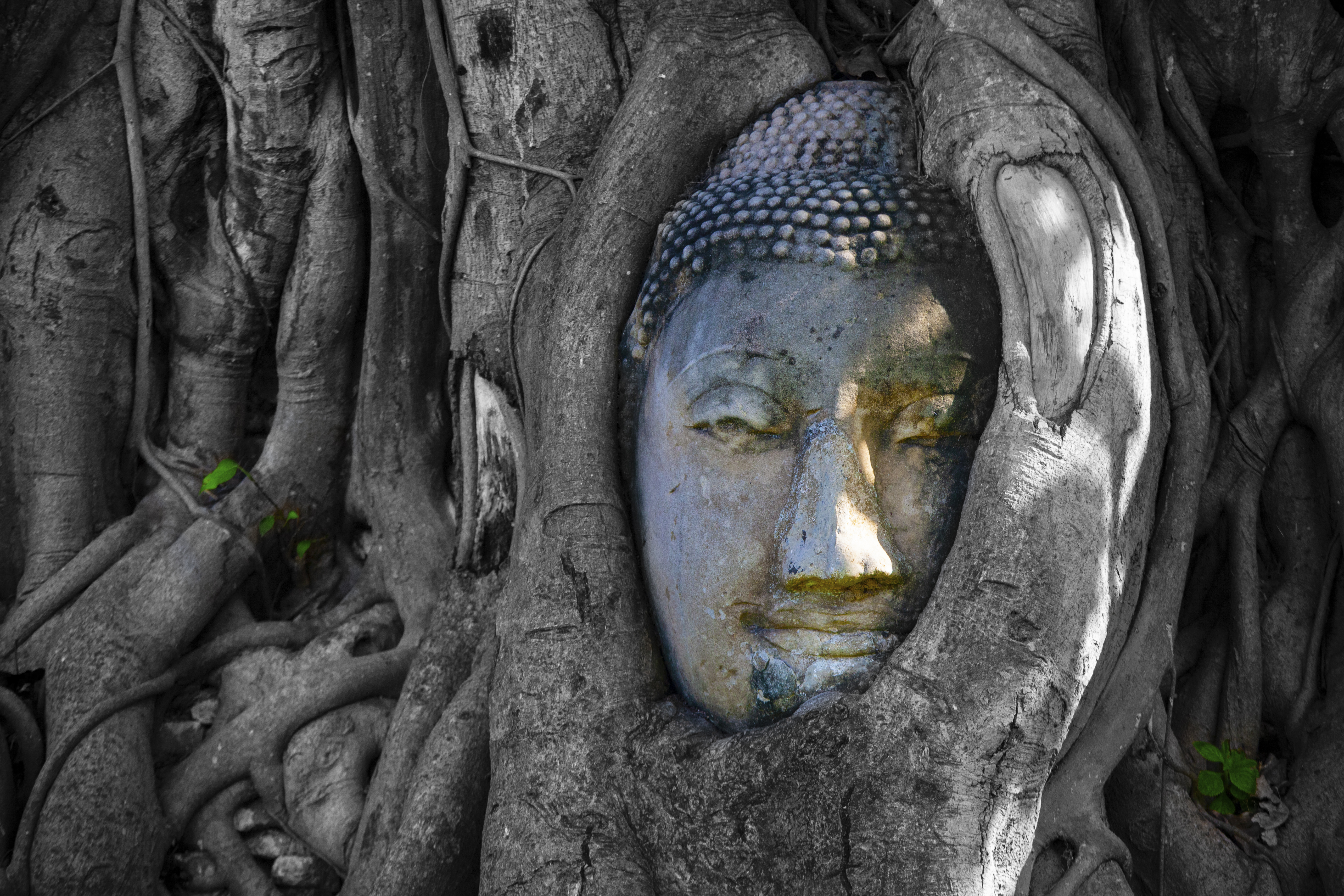 Ayutthaya - Hlava budhy ve stromu